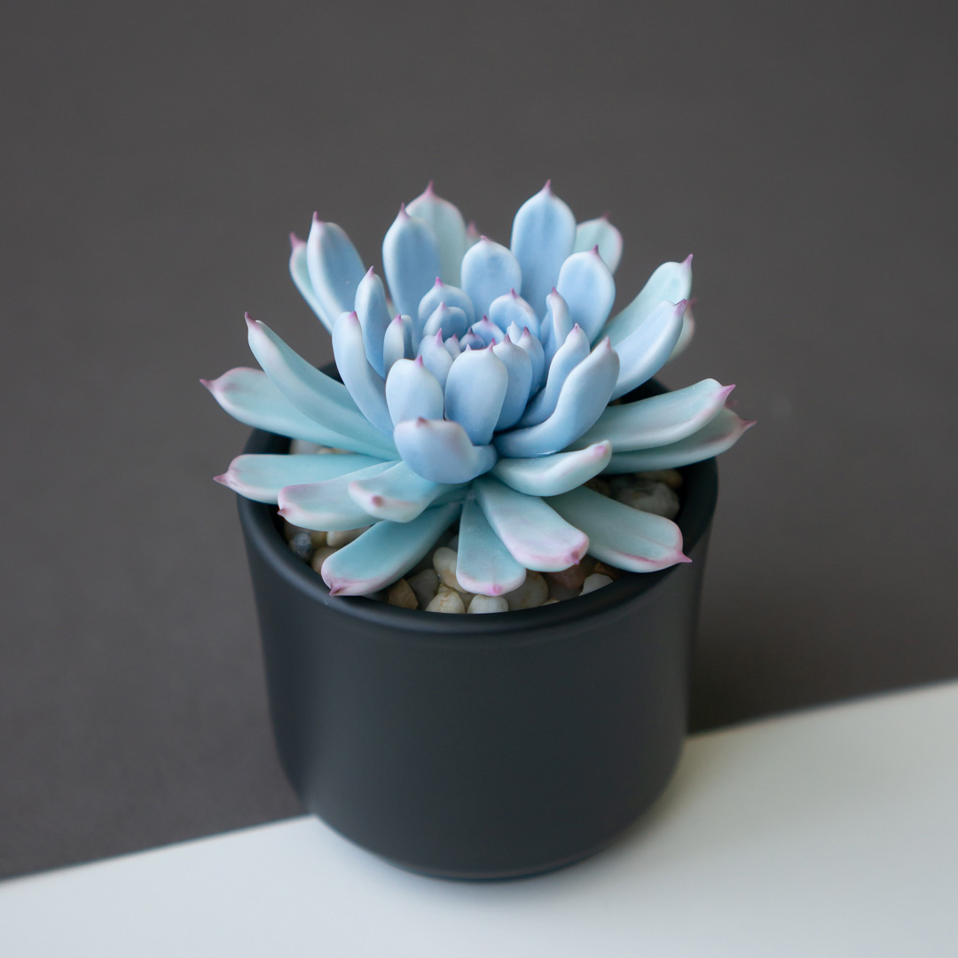1_blue_echeveria_jewelry_box