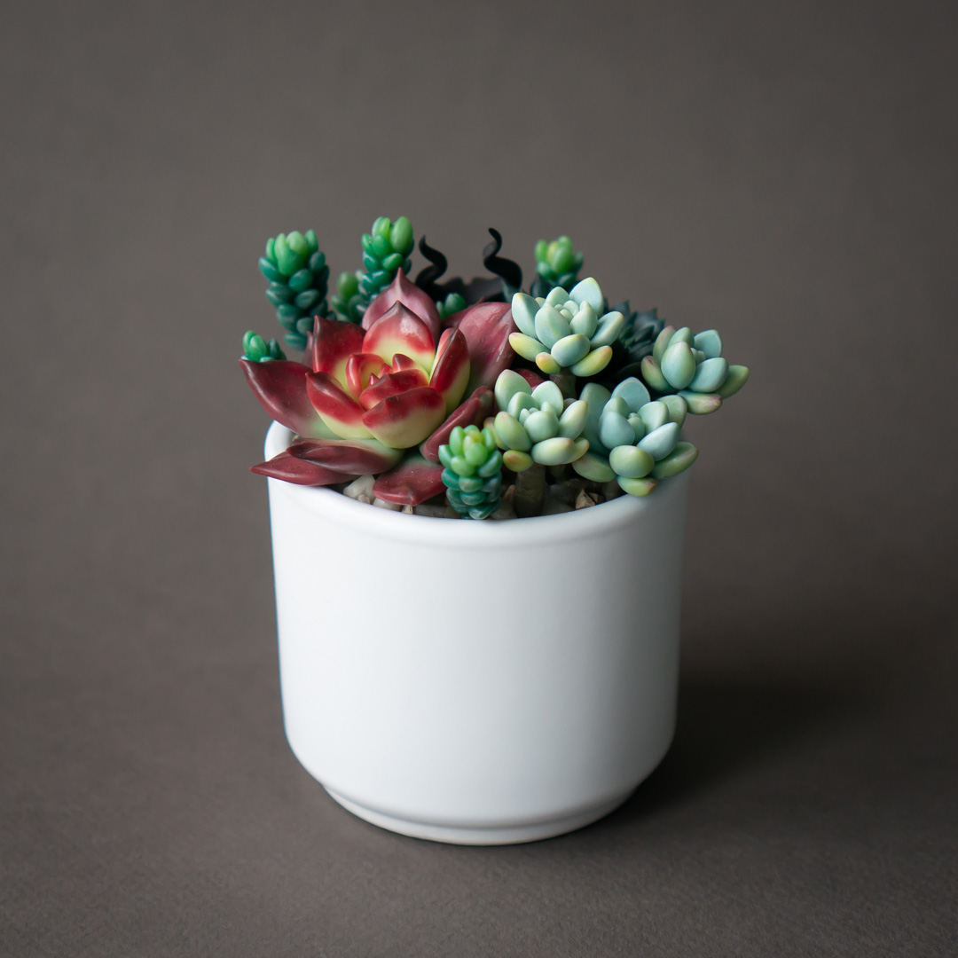 1_echeveria_romeo_rubin_succulent_arrangement_box