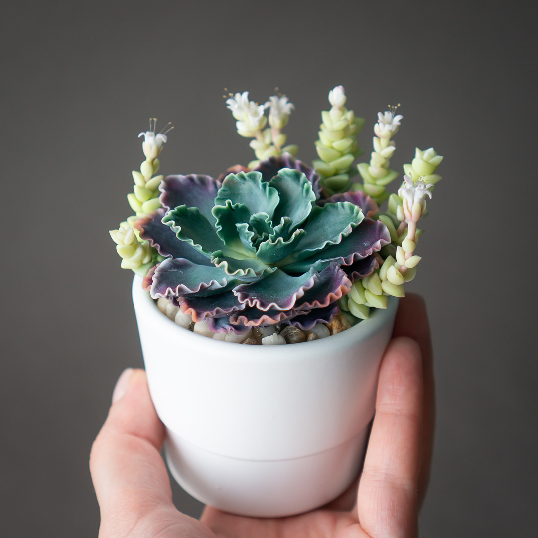 1_echeveria_shaviana_crassula_jewelry_box