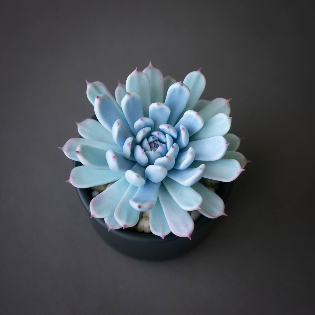 3_blue_echeveria_jewelry_box