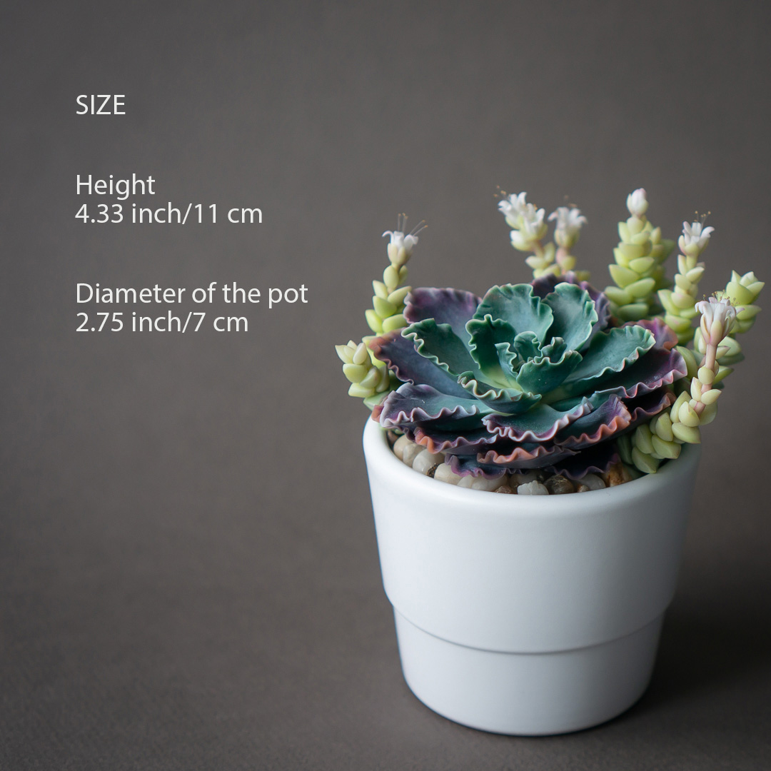 3_echeveria_shaviana_crassula_jewelry_box