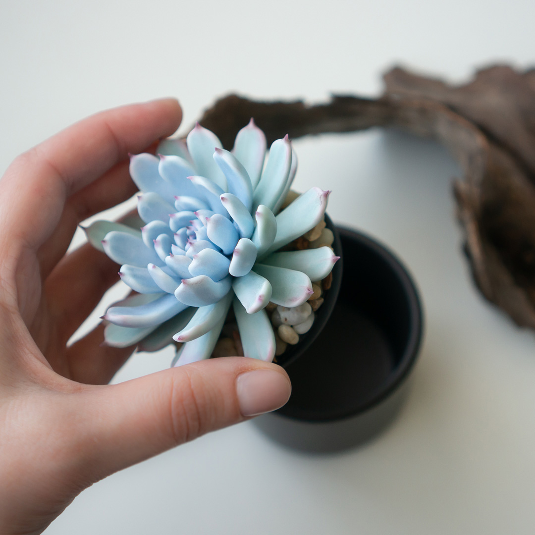 4_blue_echeveria_jewelry_box