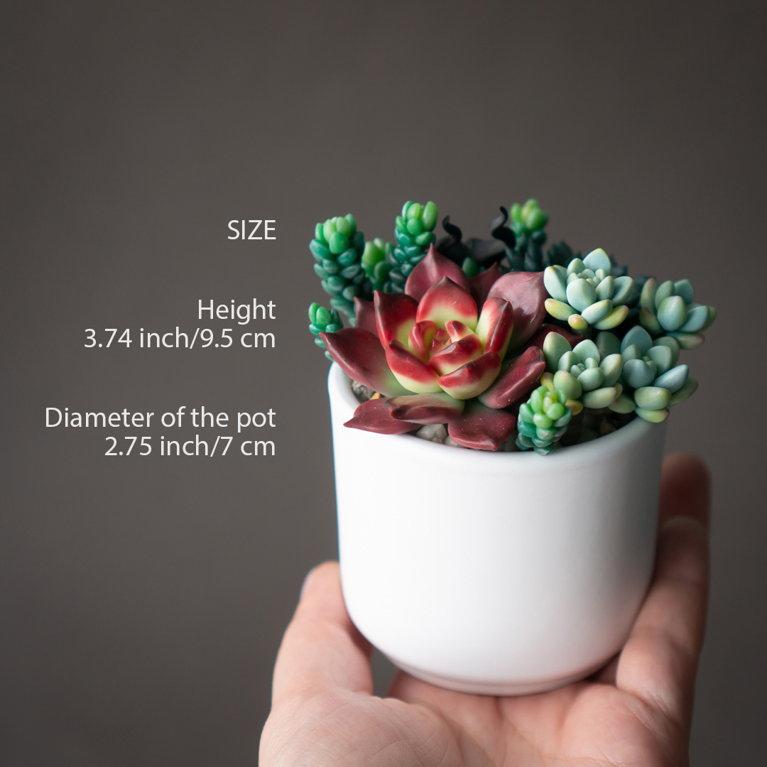 4_echeveria_romeo_rubin_succulent_arrangement_box