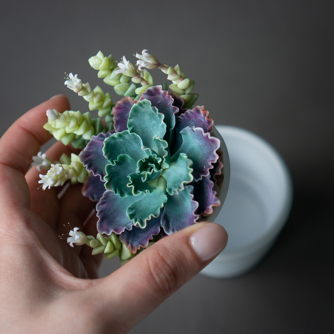 4_echeveria_shaviana_crassula_jewelry_box