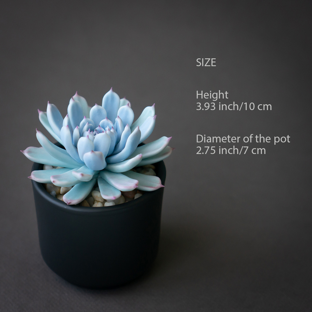 5_blue_echeveria_jewelry_box