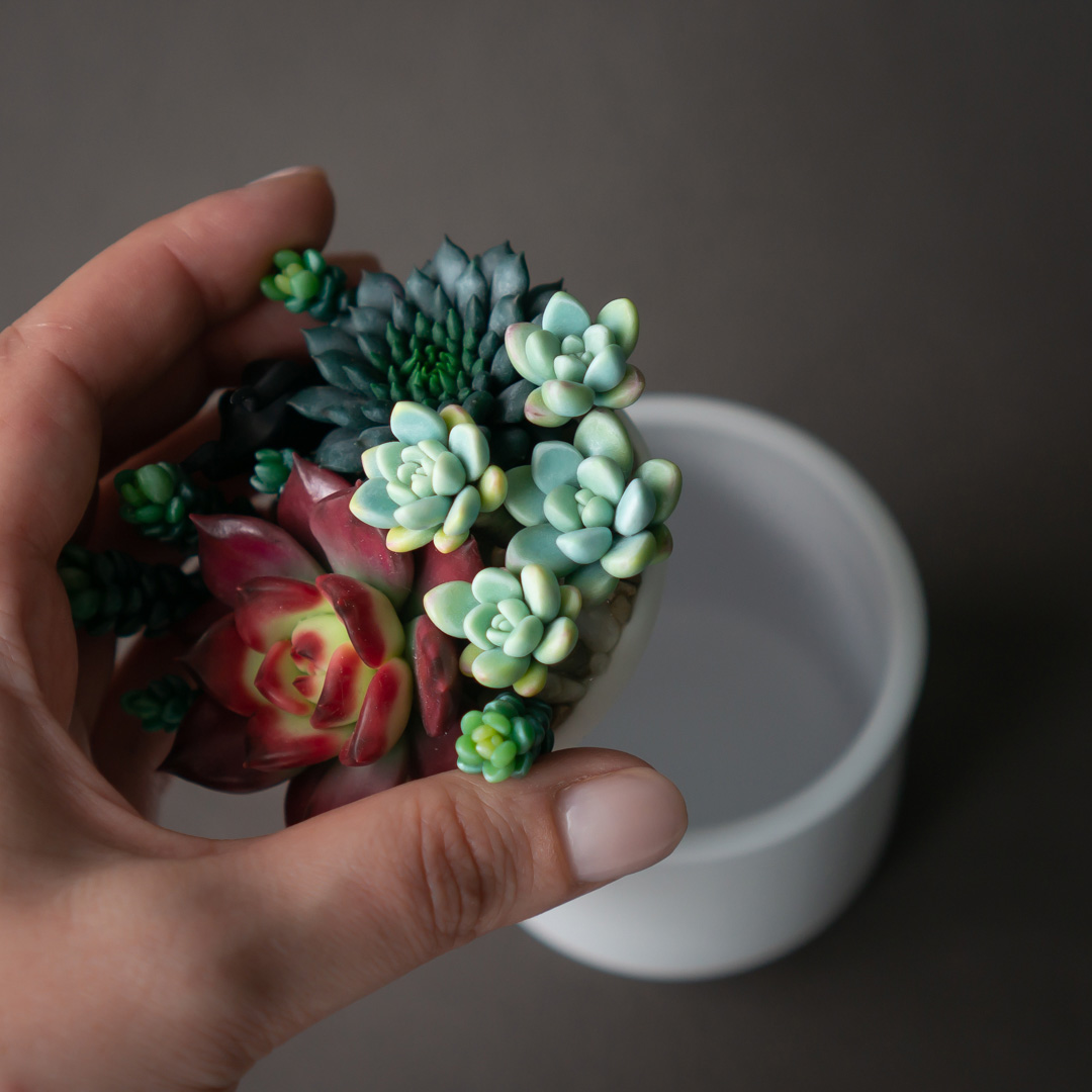 5_echeveria_romeo_rubin_succulent_arrangement_box