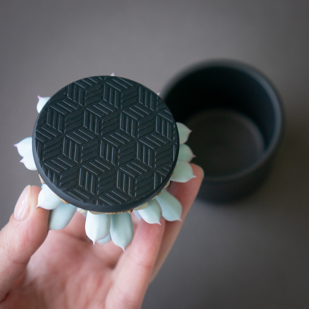 6_blue_echeveria_jewelry_box