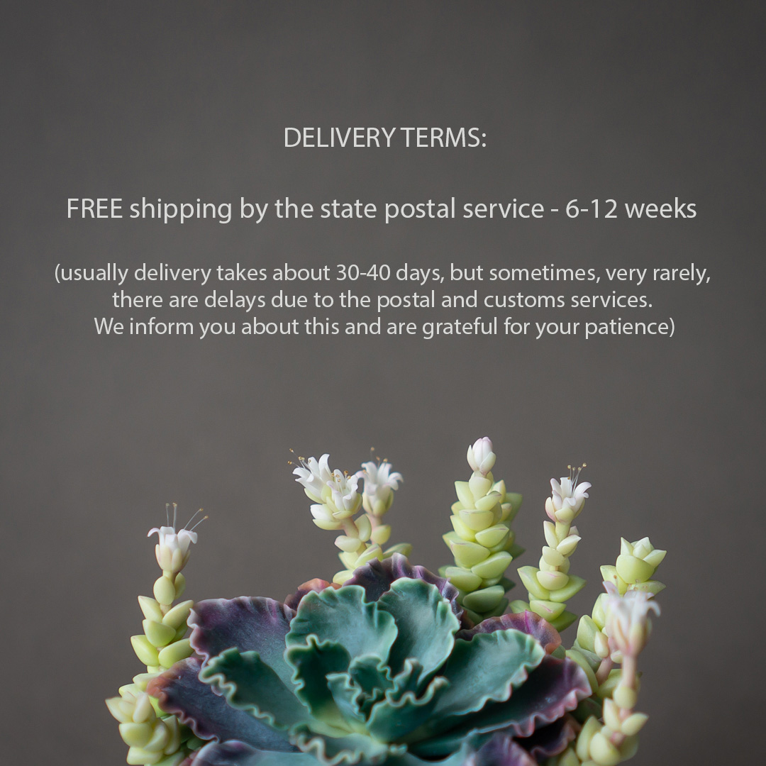 6_echeveria_shaviana_crassula_jewelry_box