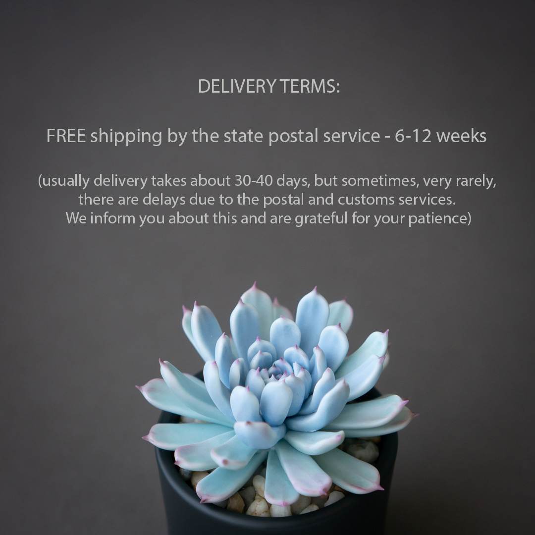 7_blue_echeveria_jewelry_box