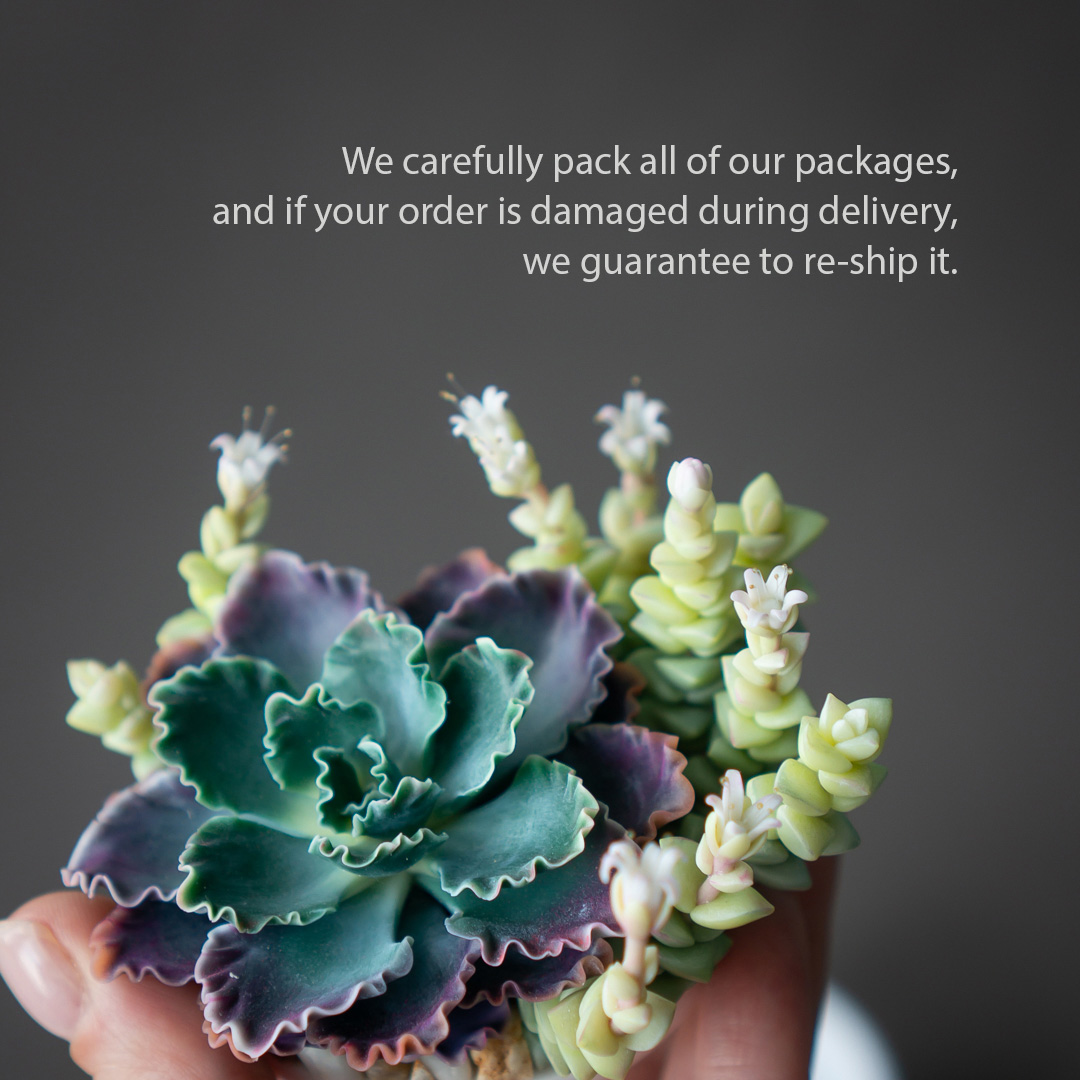 7_echeveria_shaviana_crassula_jewelry_box