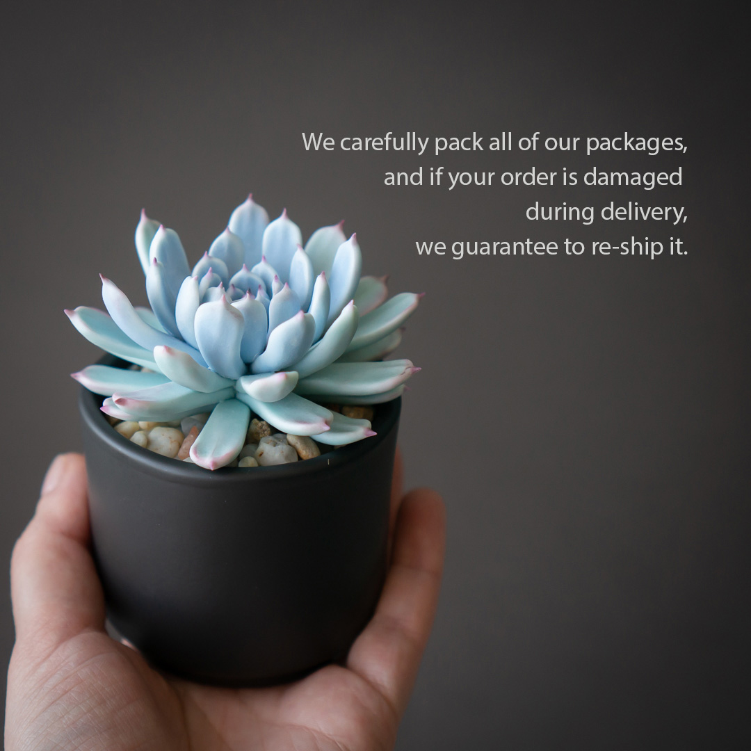 8_blue_echeveria_jewelry_box