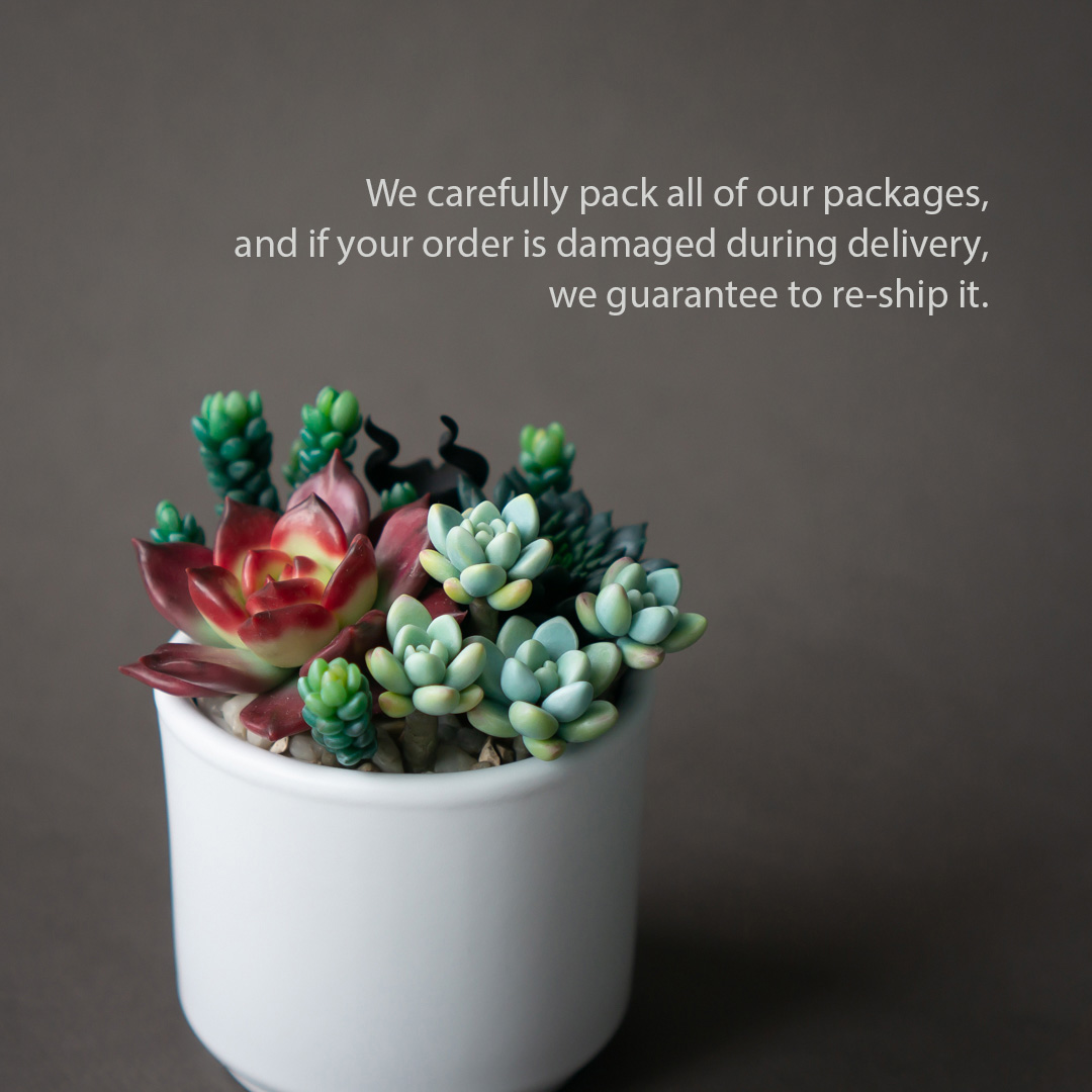 8_echeveria_romeo_rubin_succulent_arrangement_box