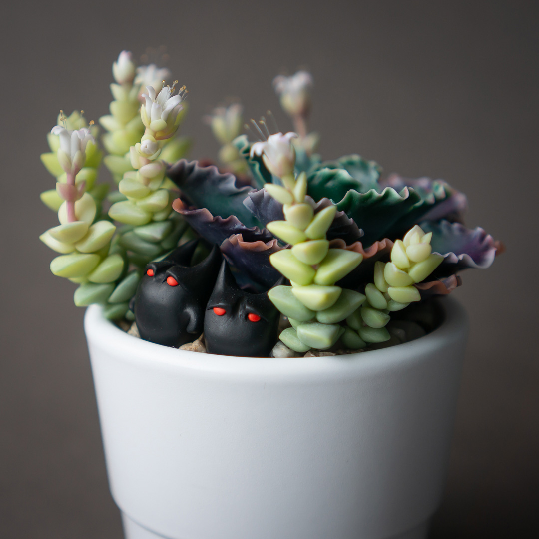 8_echeveria_shaviana_crassula_jewelry_box