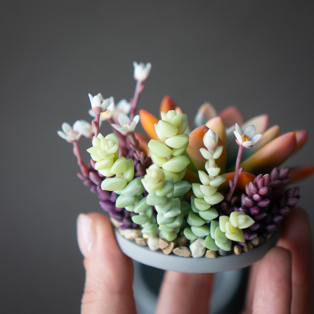 8_orange_echeveria_succulent_arrangement_jewelry_box