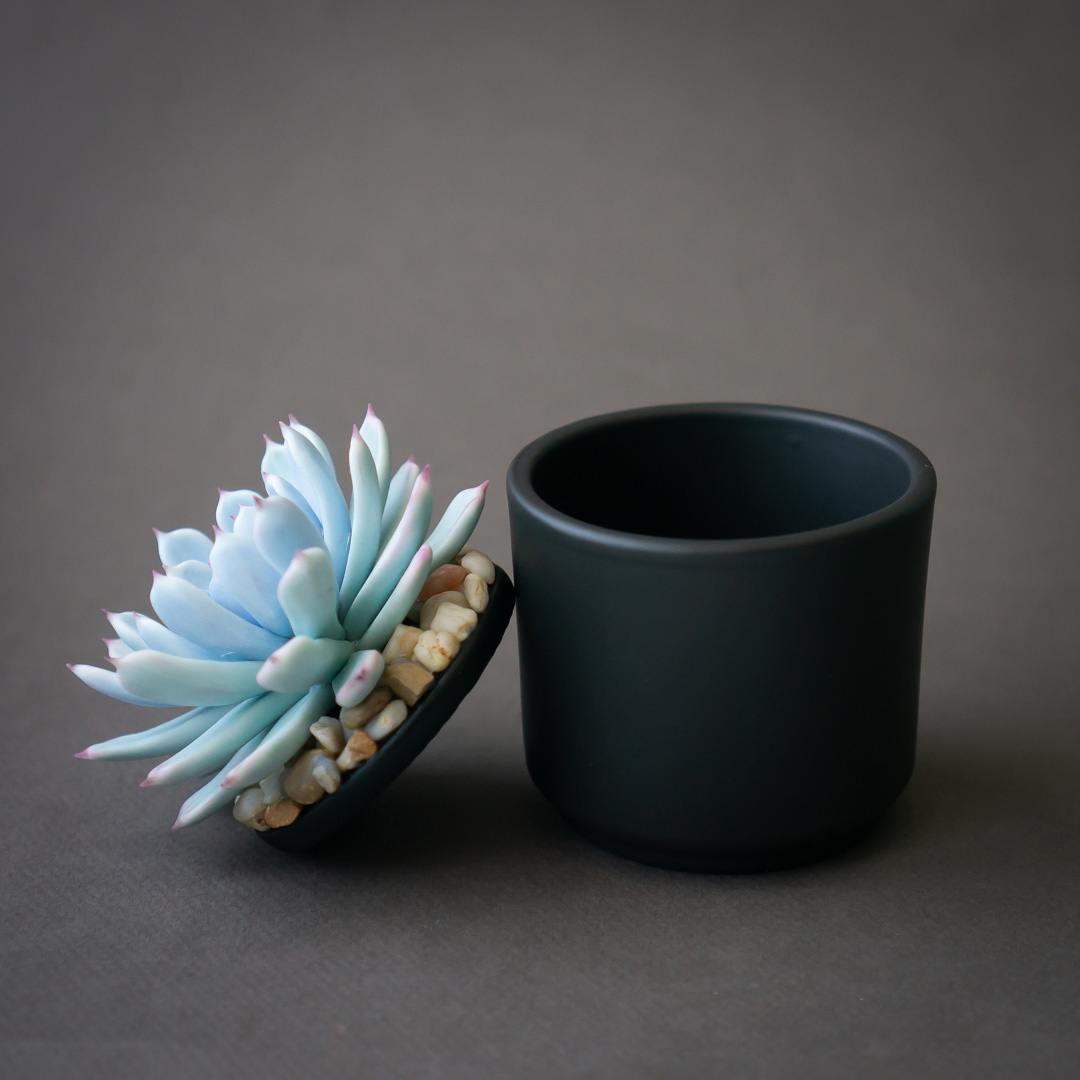 9_blue_echeveria_jewelry_box