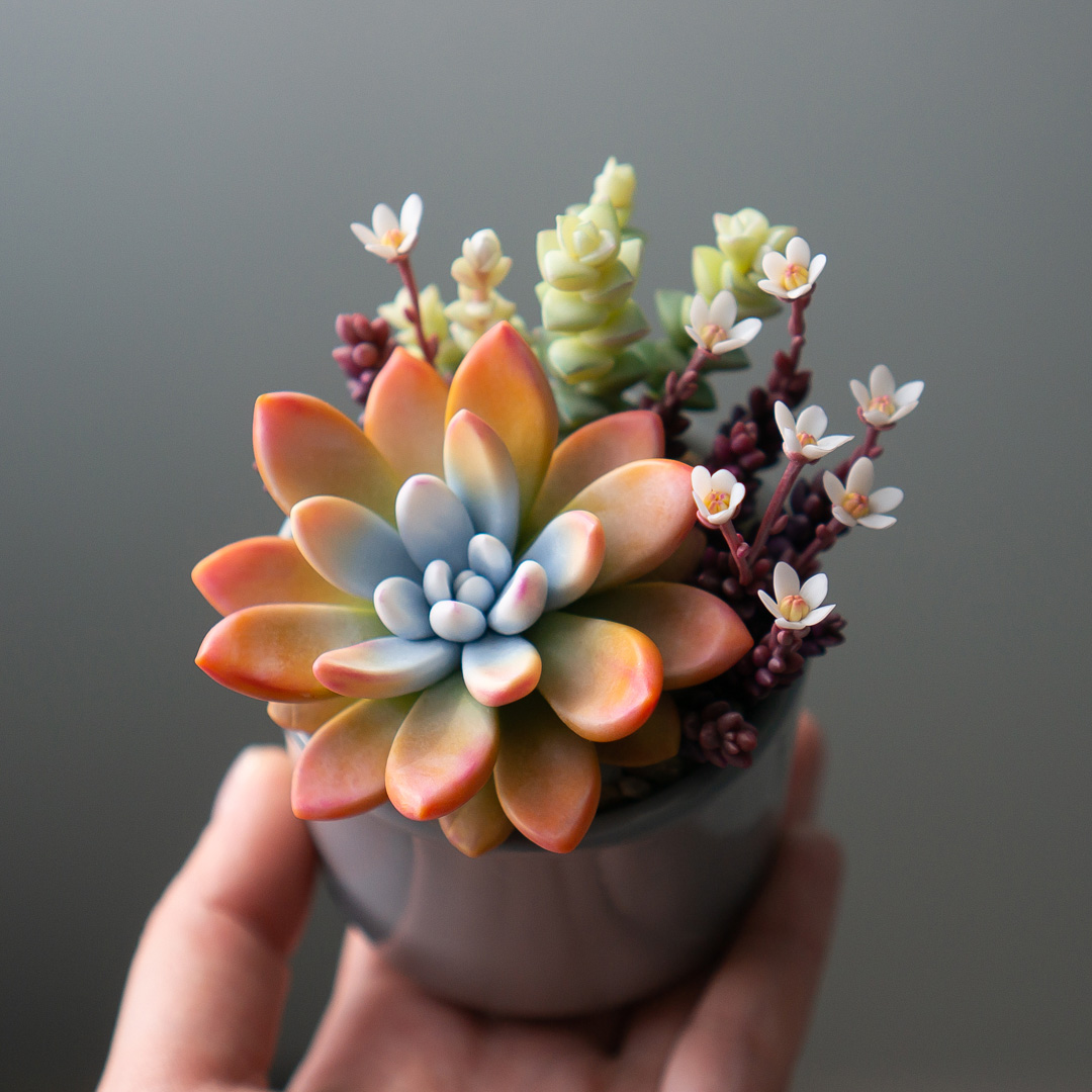 9_orange_echeveria_succulent_arrangement_jewelry_box