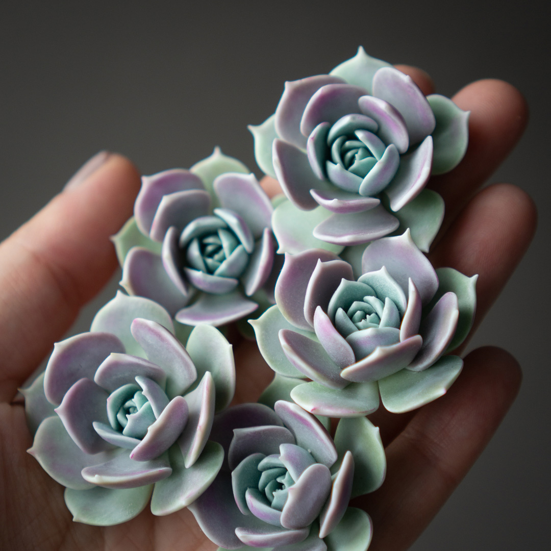 7_echeveria_lola_polymer_clay_pin
