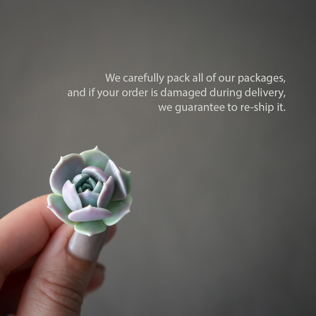 8_echeveria_sedum_polymer_clay_pin_set