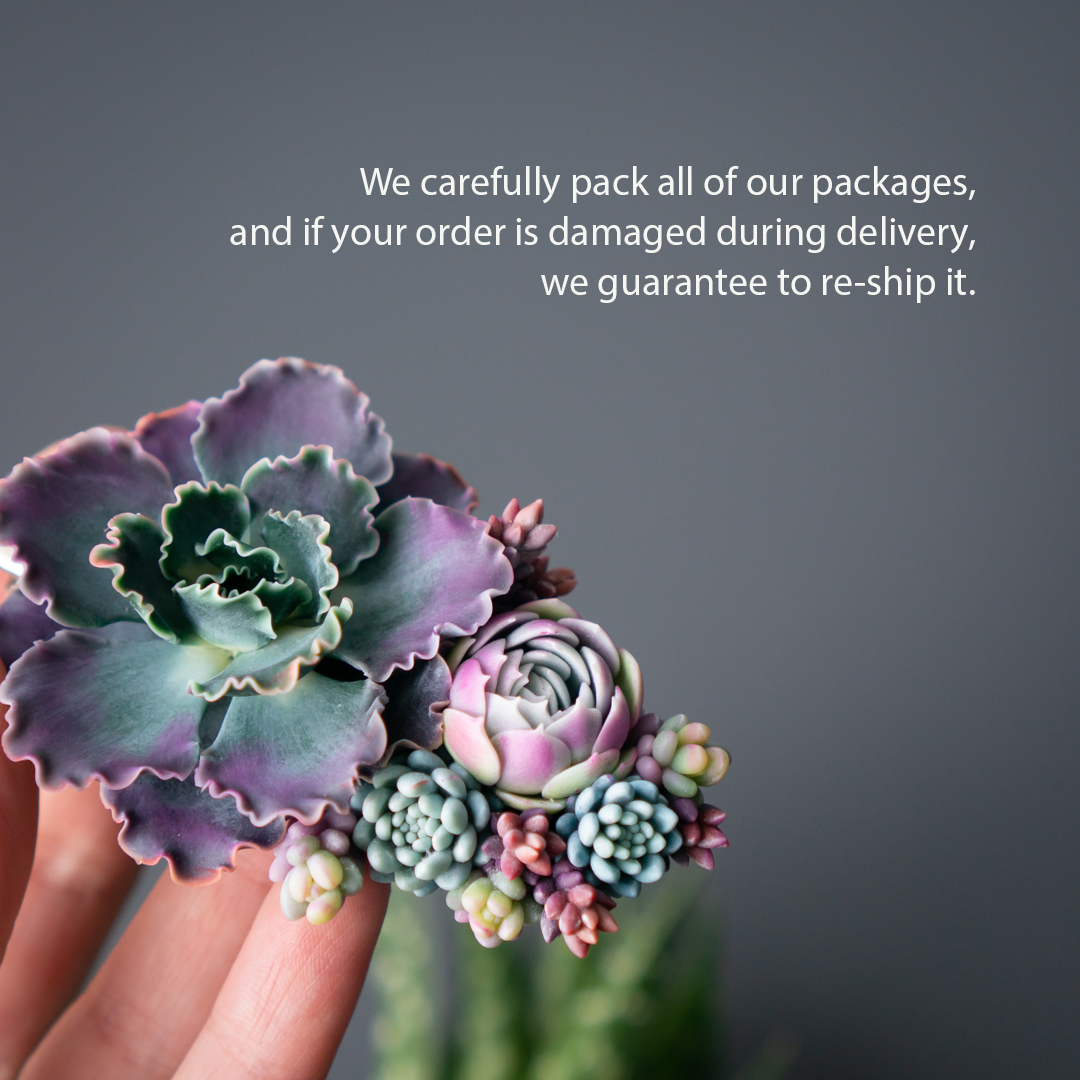 7_echeveria_shaviana_crocodile_hair_clip