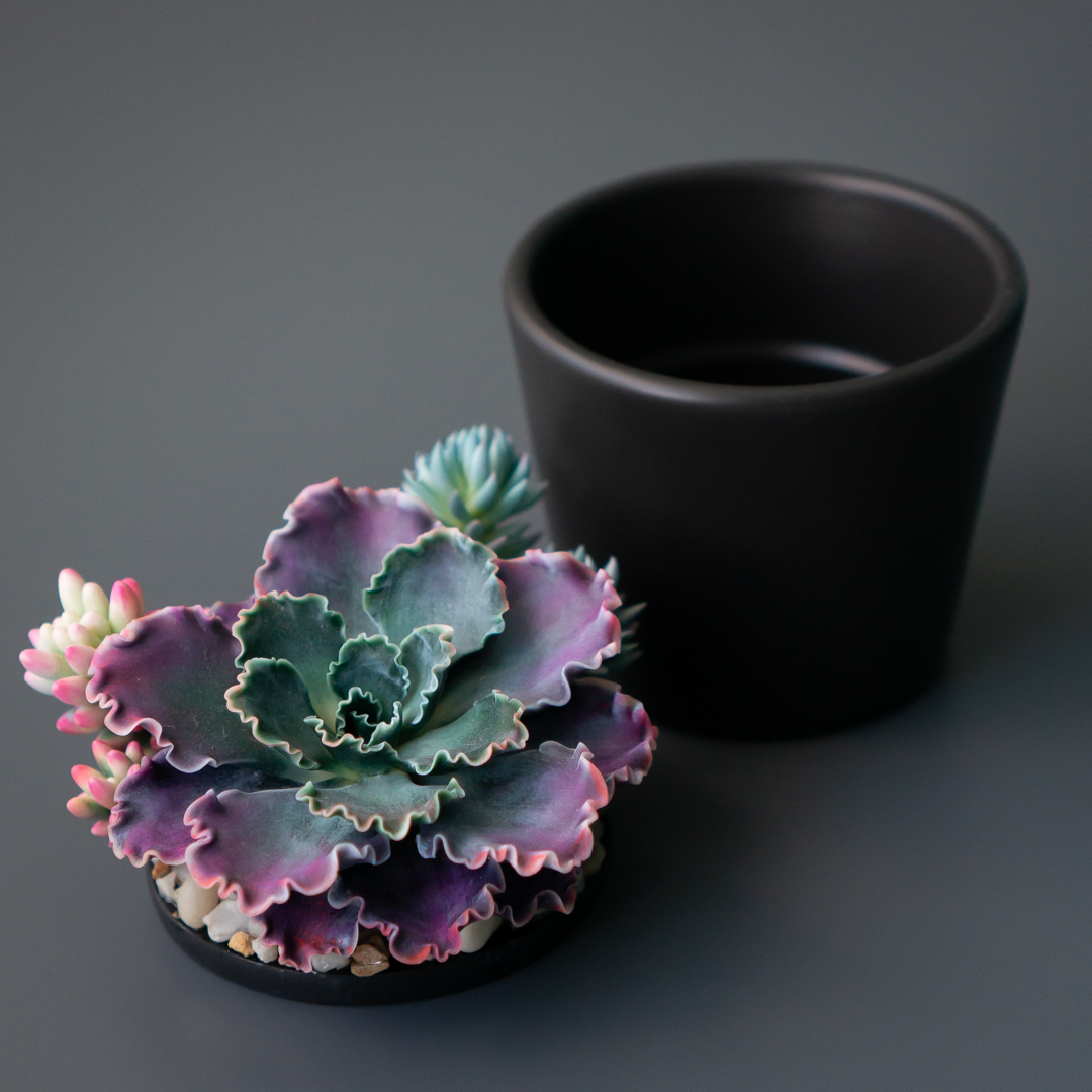 03_stash_jewelry_box_with_echeveria_shaviana