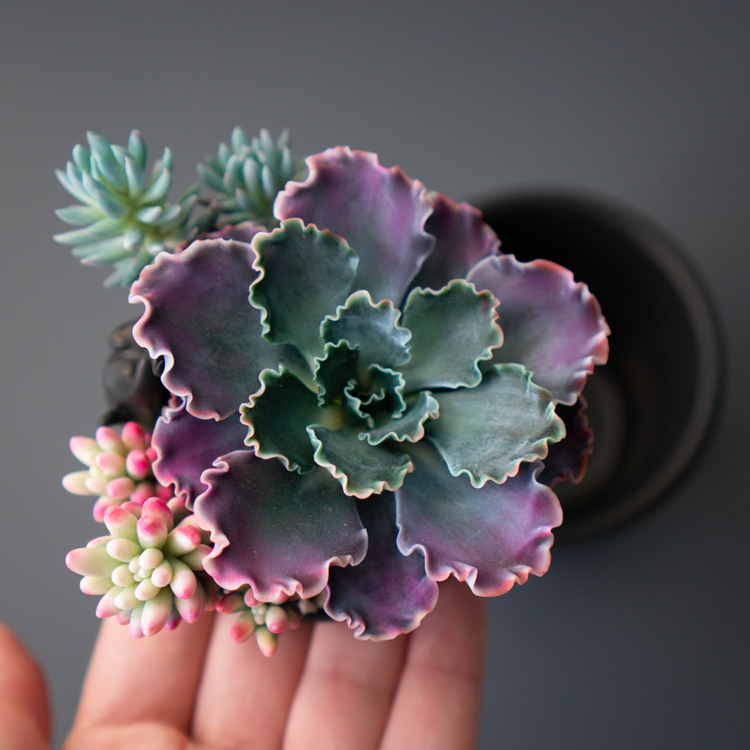 04_stash_jewelry_box_with_echeveria_shaviana