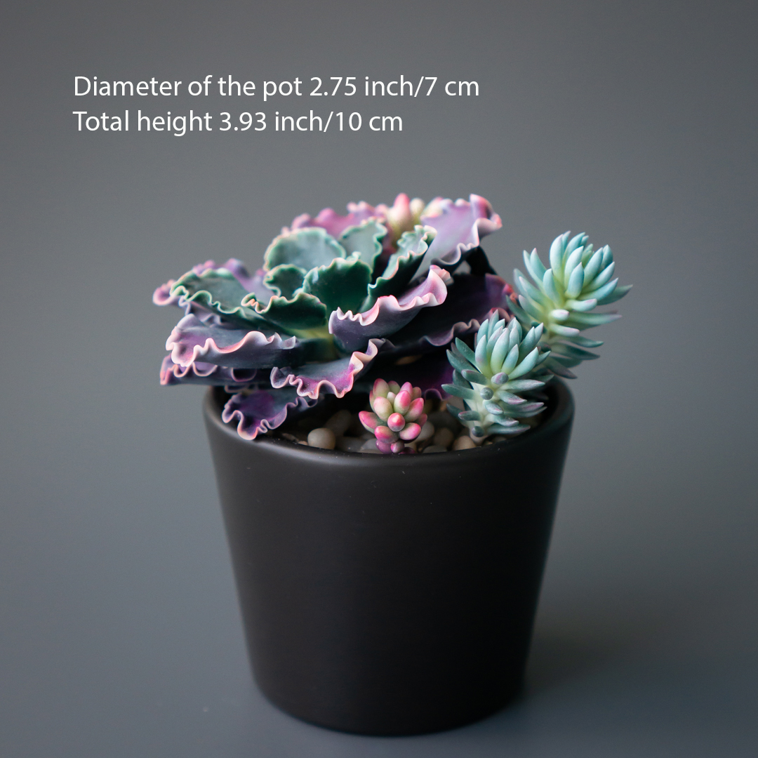 05_stash_jewelry_box_with_echeveria_shaviana