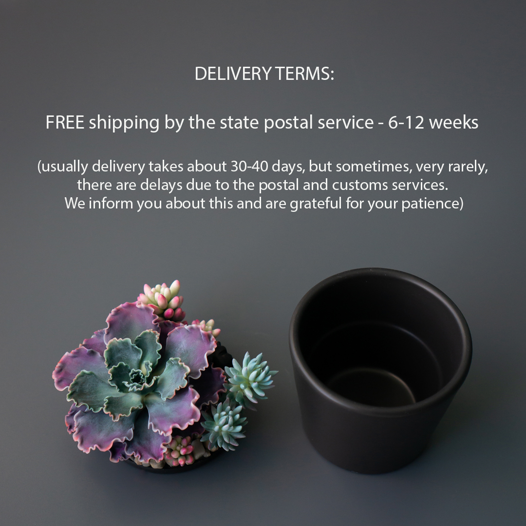 06_stash_jewelry_box_with_echeveria_shaviana
