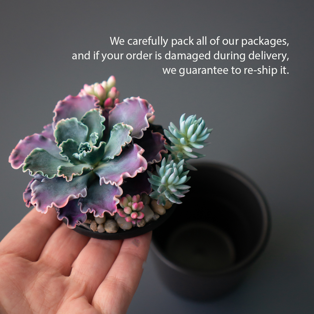 07_stash_jewelry_box_with_echeveria_shaviana