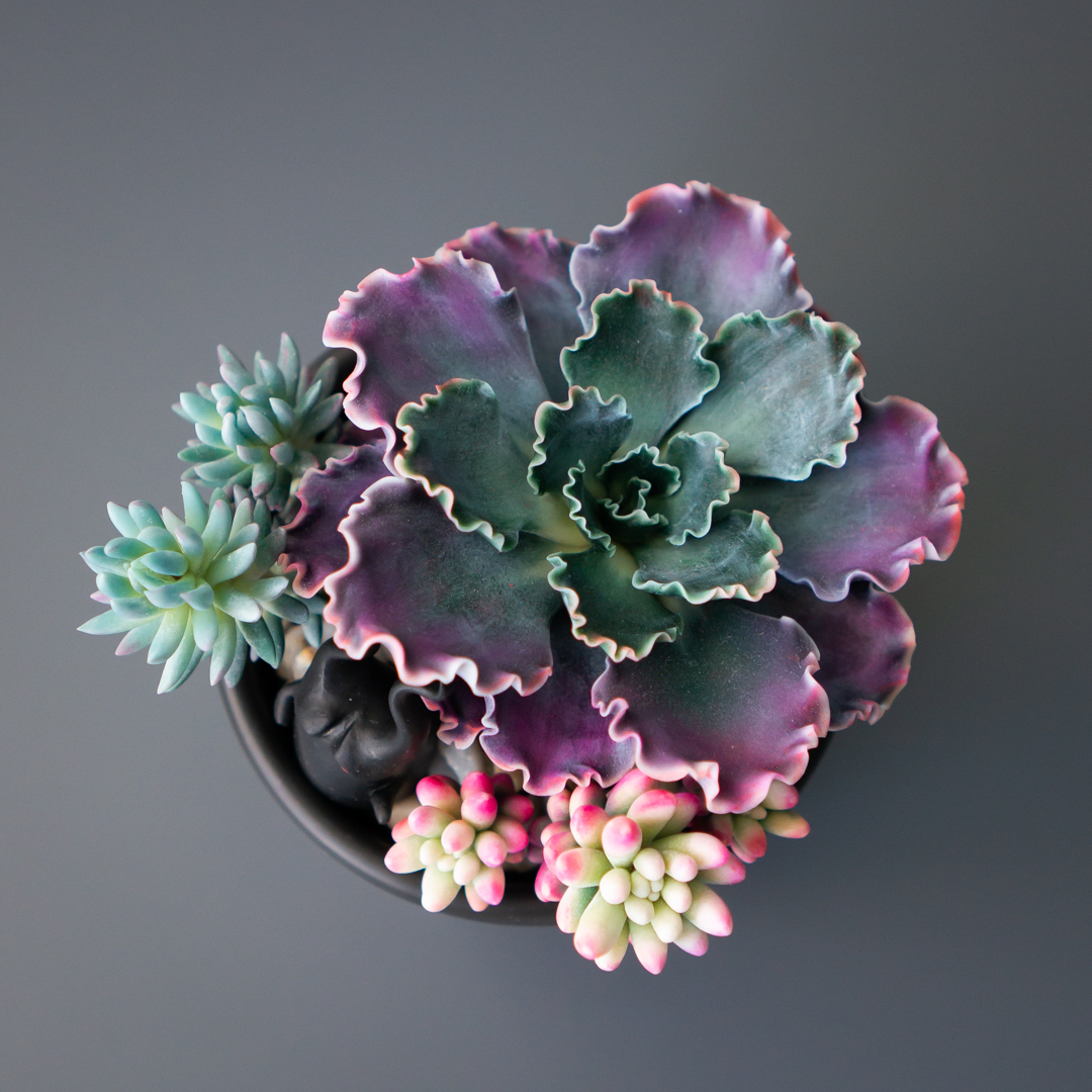 09_stash_jewelry_box_with_echeveria_shaviana