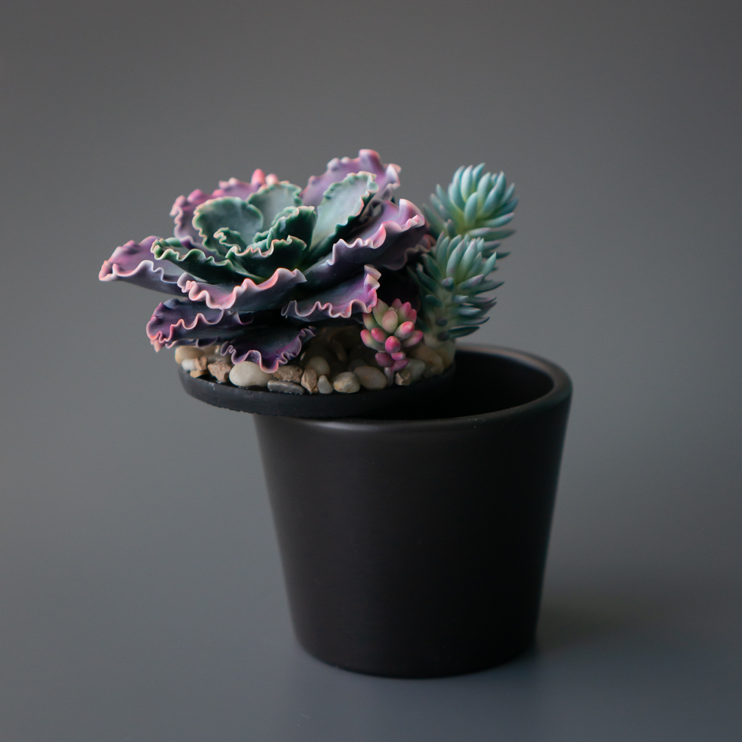 11_stash_jewelry_box_with_echeveria_shaviana