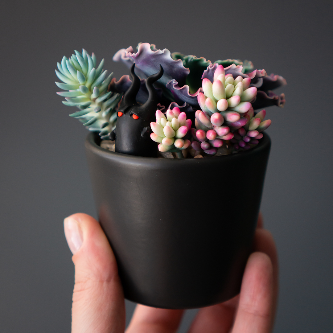 12_stash_jewelry_box_with_echeveria_shaviana