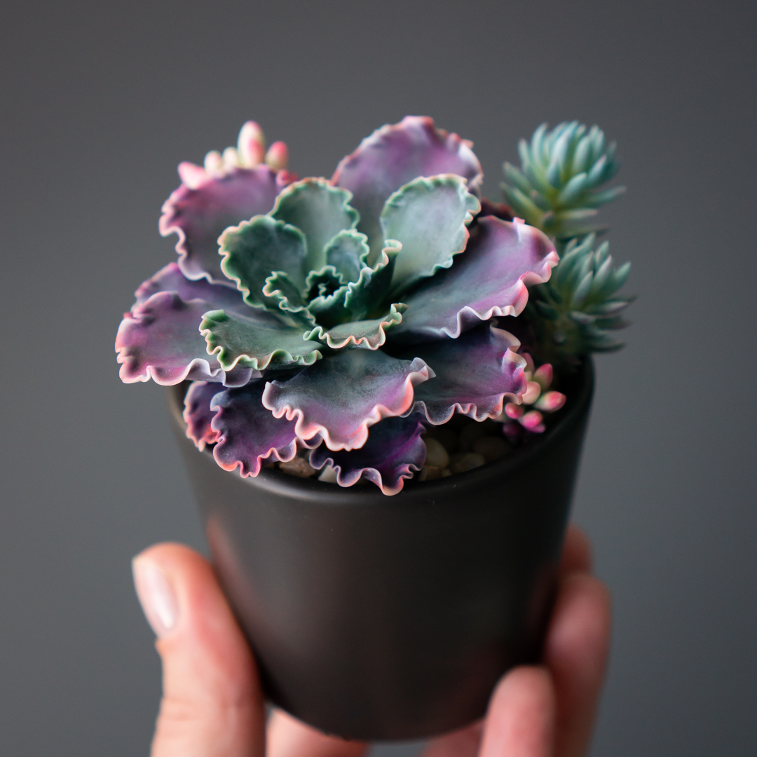 13_stash_jewelry_box_with_echeveria_shaviana