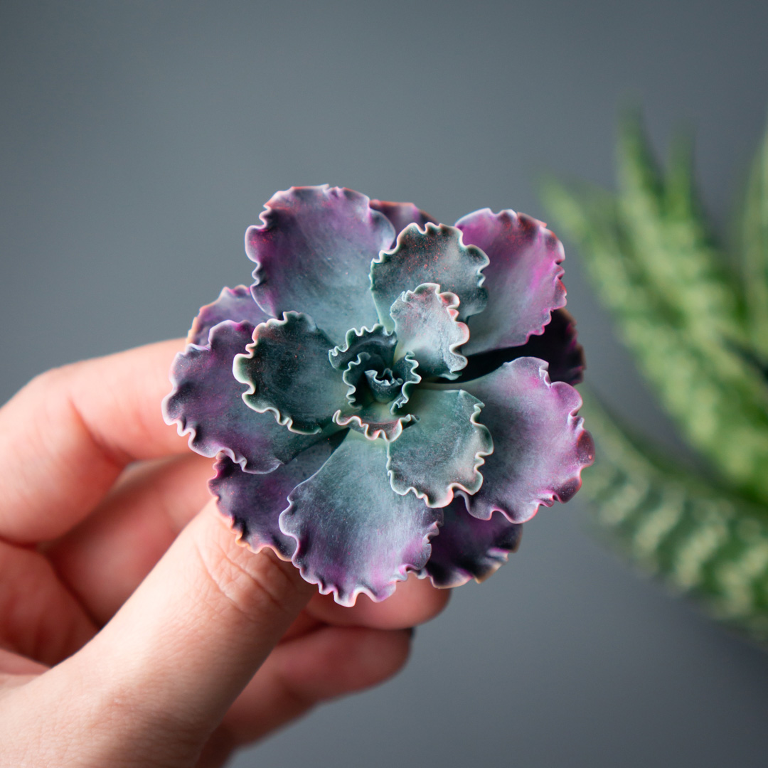 1_echeveria_shaviana_brooch