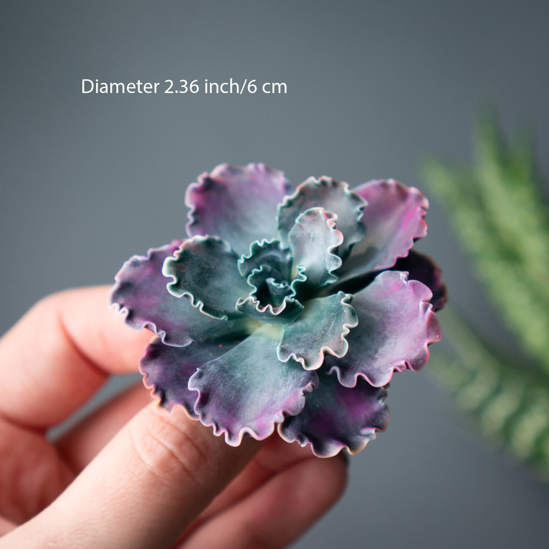 3_echeveria_shaviana_brooch