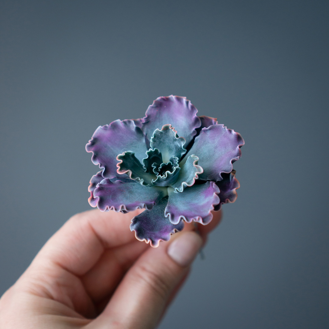 3_echeveria_shaviana_hairpin