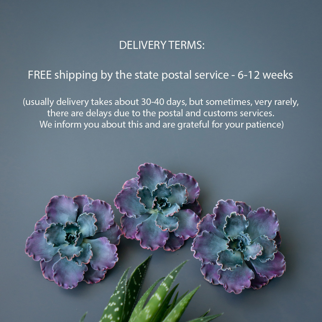 5_echeveria_shaviana_brooch