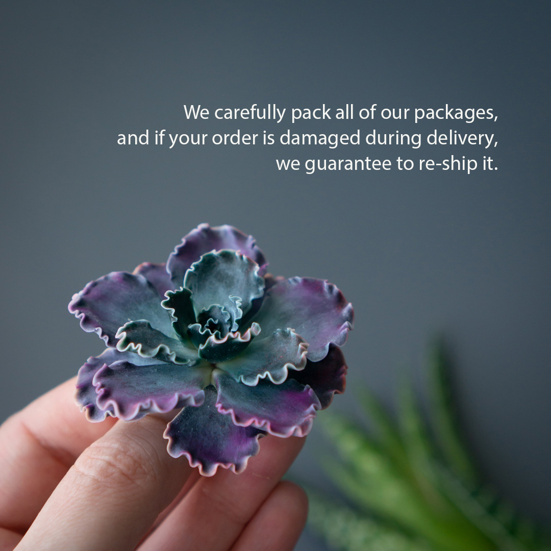 6_echeveria_shaviana_brooch