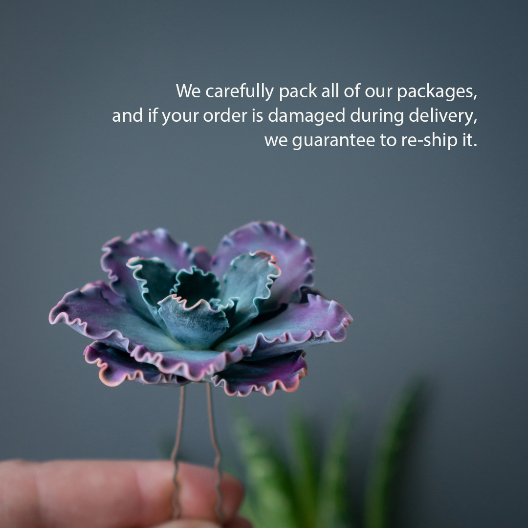 6_echeveria_shaviana_hairpin