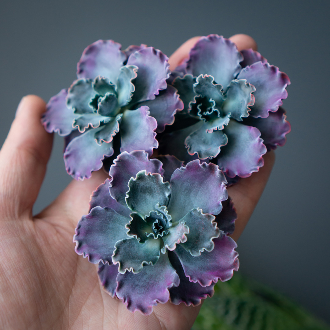 9_echeveria_shaviana_brooch