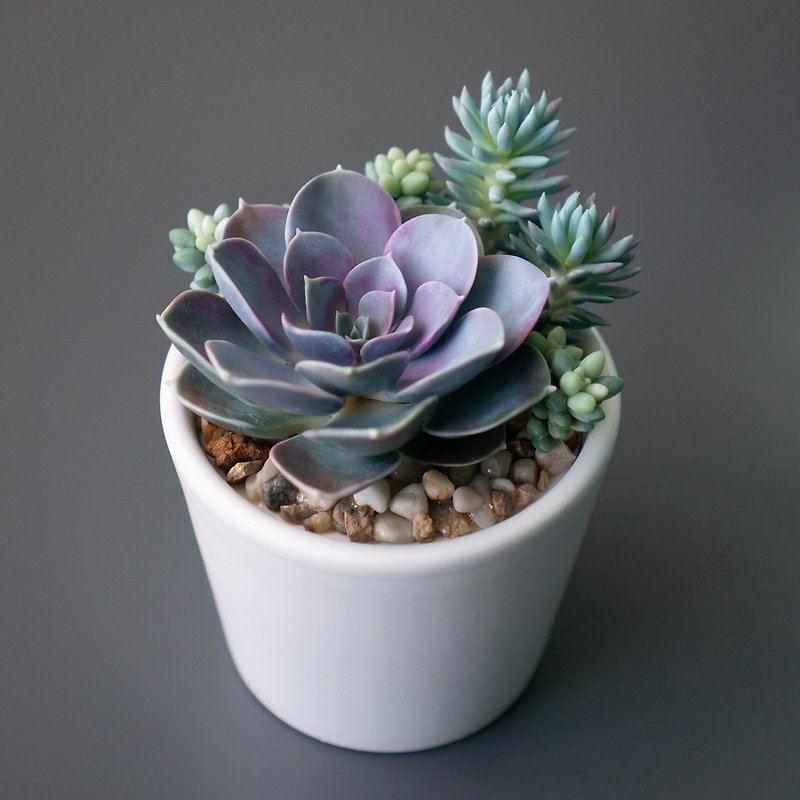 handmade_jewelry_stash_box_flowers_succulents_flybunnystudio_01