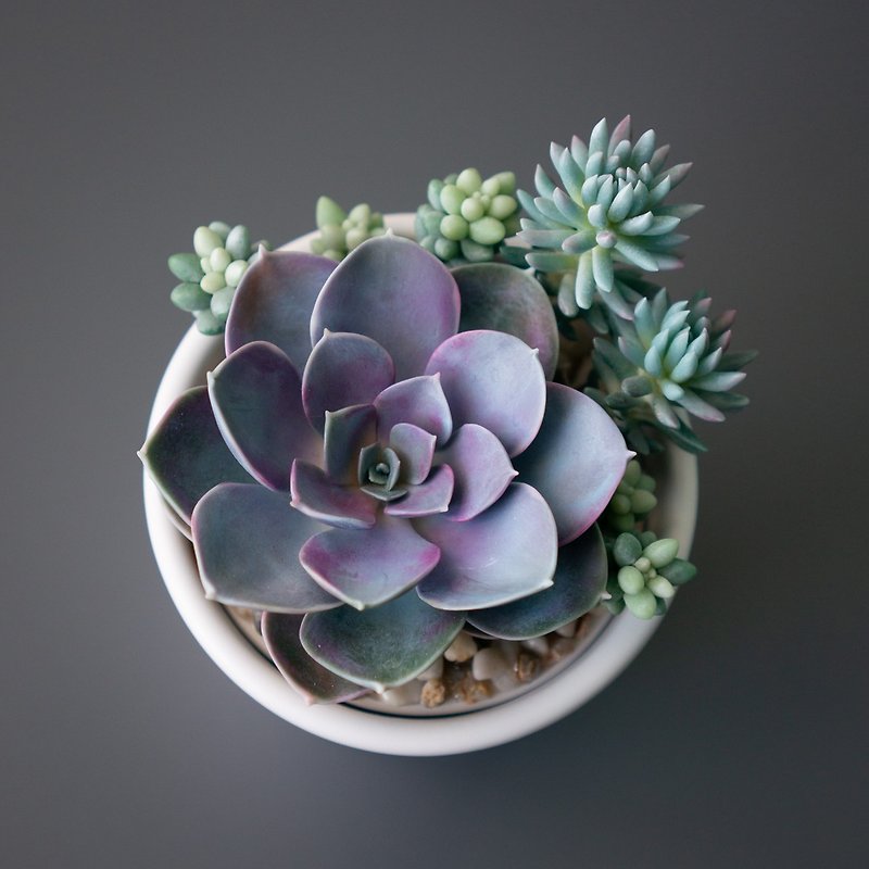 handmade_jewelry_stash_box_flowers_succulents_flybunnystudio_09
