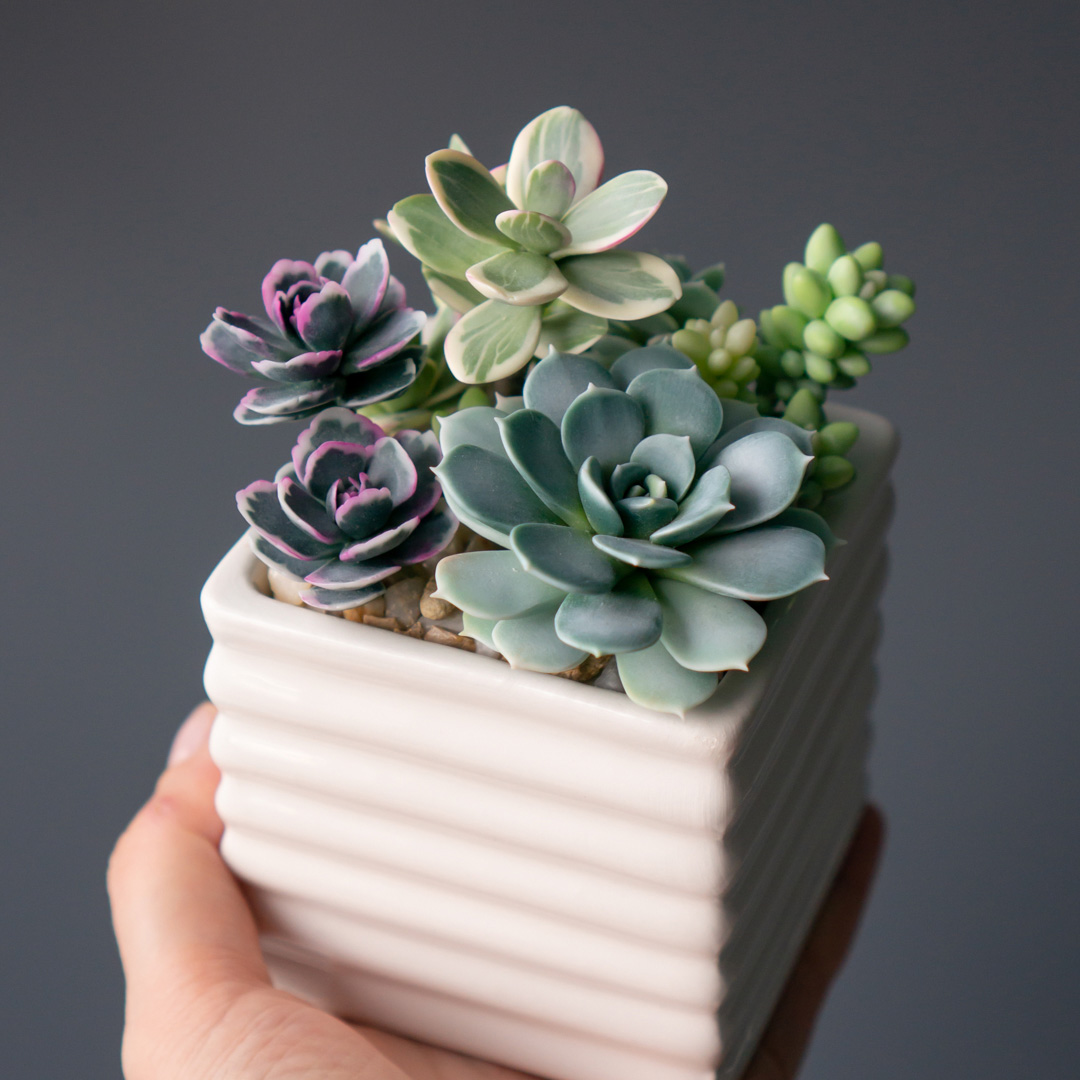 1_stash_jewelry_box_with_artificial_succulents