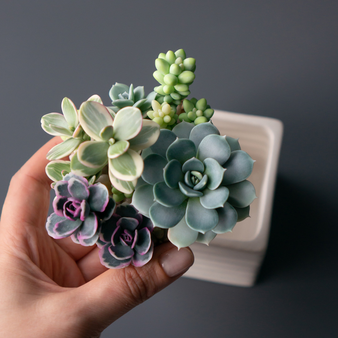 3_stash_jewelry_box_with_artificial_succulents