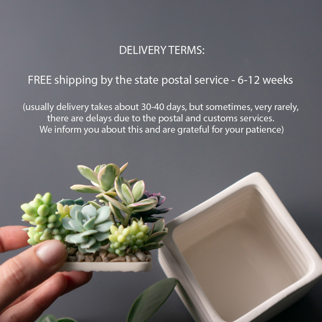 6_stash_jewelry_box_with_artificial_succulents