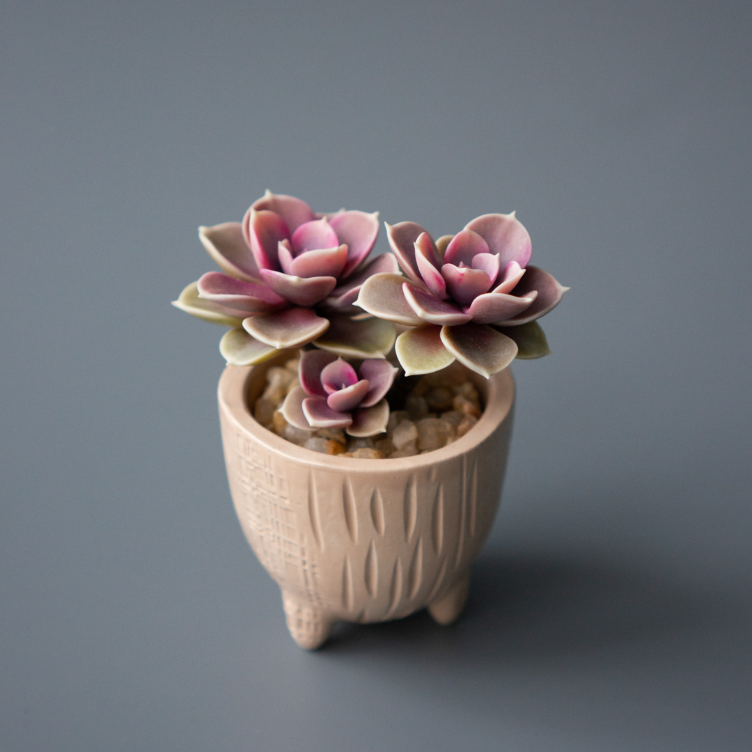 1_jewelry_box_with_pink_echeveria_perle_von_nurnberg