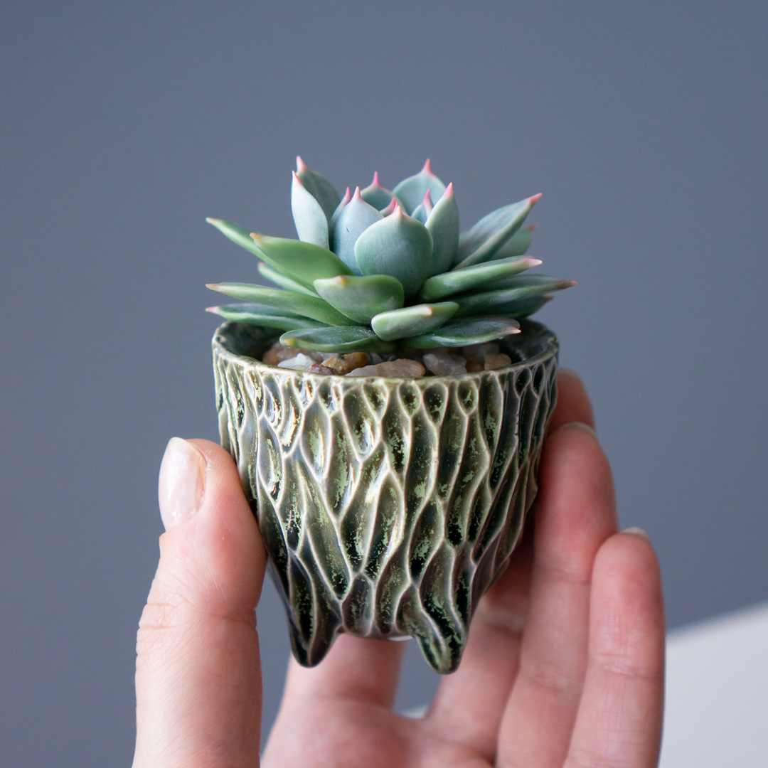 1_stash_trinket_box_with_polymer_clay_echeveria_chihuahuensis