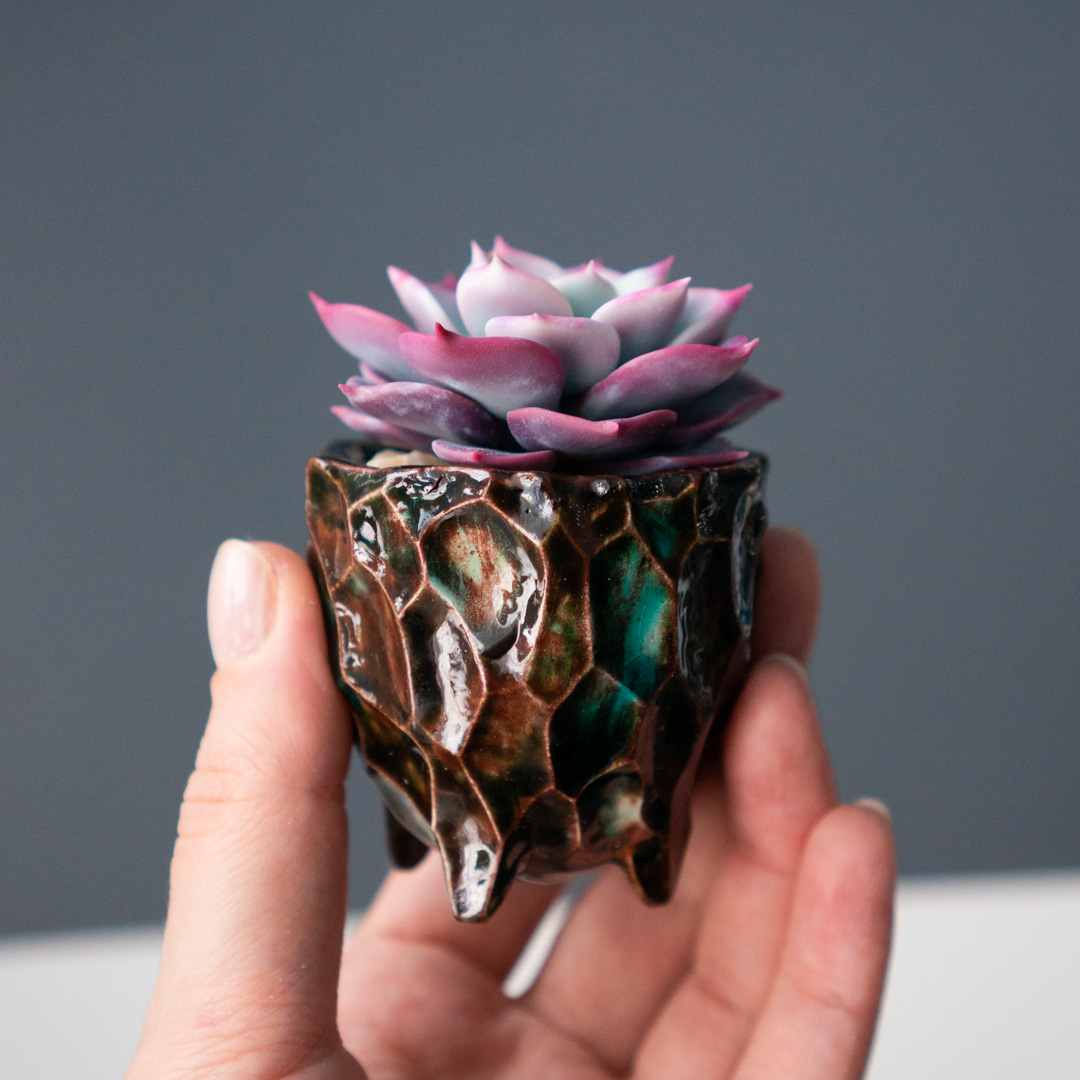 1_stash_trinket_box_with_polymer_clay_echeveria_fairy_queen
