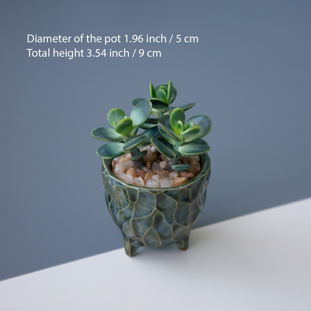 3_stash_trinket_box_with_polymer_clay_crassula_ovata