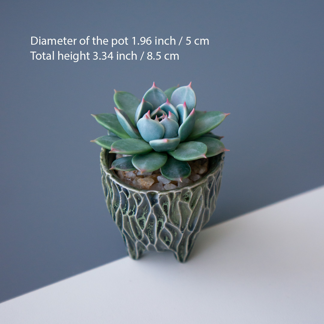 3_stash_trinket_box_with_polymer_clay_echeveria_chihuahuensis