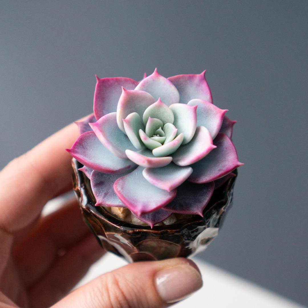 3_stash_trinket_box_with_polymer_clay_echeveria_fairy_queen